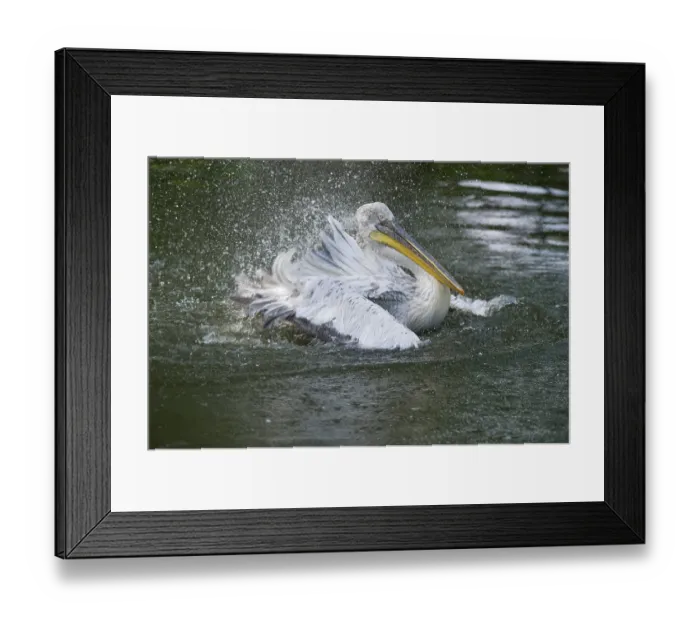 Framed Print : Dalmatian Pelican (Pelecanus crispus) Framed Print : Dalmatian Pelican (Pelecanus crispus)