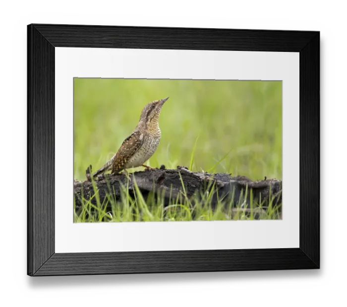 Framed Print : Wryneck (Jynx torquilla) foraging for ants