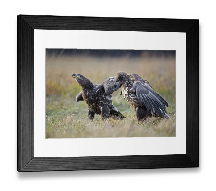 Framed Print : White-tailed Eagle (Haliaeetus albicilla)
