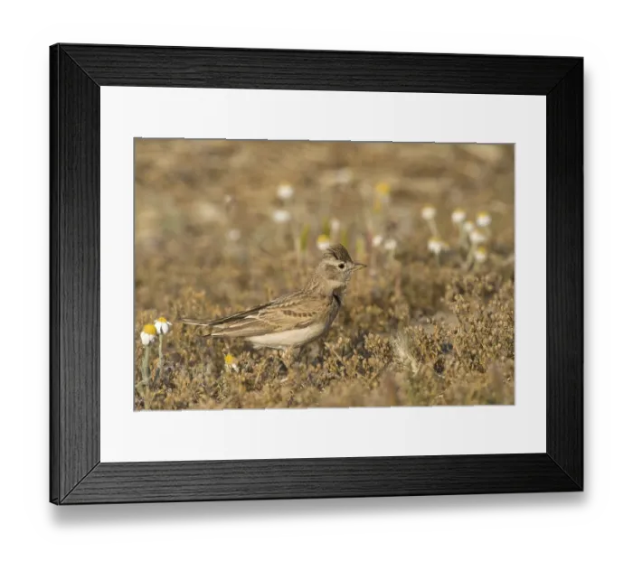 Framed Print : Crested lark (Galerida cristata)