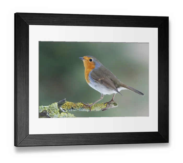 Framed Print : Robin (Erithacus rubecula) Framed Print : Robin (Erithacus rubecula)