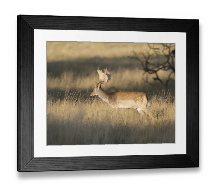 Framed Print : Fallow Deer (Dama dama), Denmark, Europe