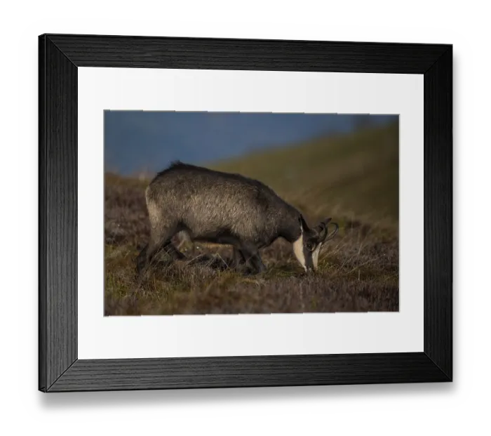 Framed Print : Chamois (Rupicapra rupicapra), Hohneck Framed Print : Chamois (Rupicapra rupicapra), Hohneck