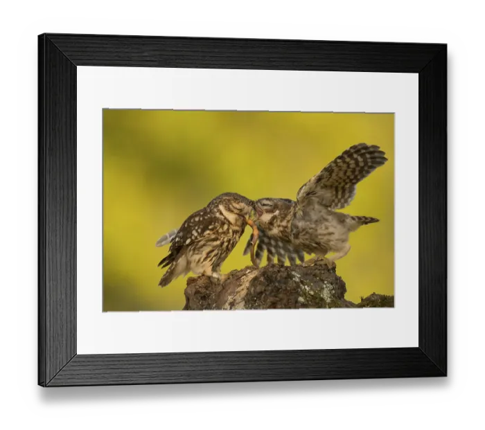 Framed Print : Two Little owls (Athene noctua) Framed Print : Two Little owls (Athene noctua)