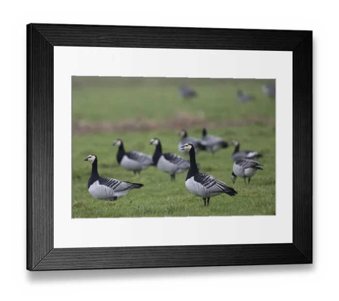 Framed Print : Barnacle goose (Branta leucopsis)