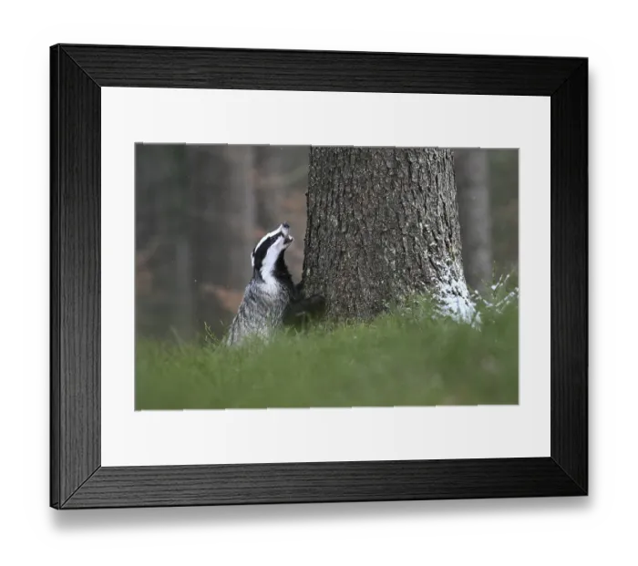 Framed Print : Badger in the snow, Wittlich, Rhineland-Palatinate