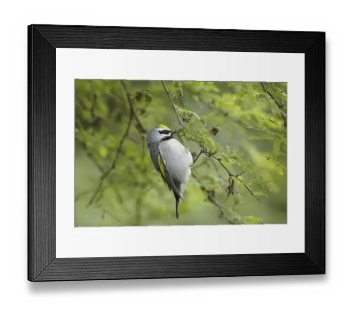 Framed Print : Golden-winged Warbler (Vermivora chrysoptera) adult male