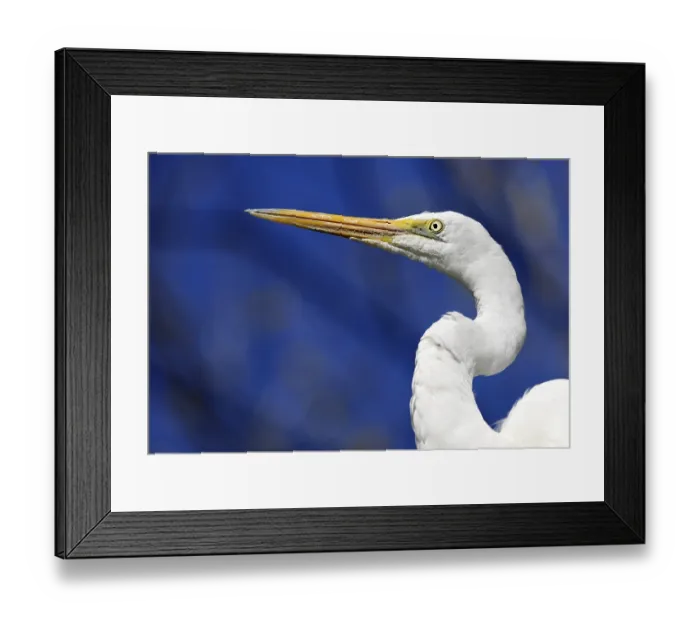 Framed Print : Intermediate Egret, also Median or Yellow-billed Egret (Ardea intermedia)