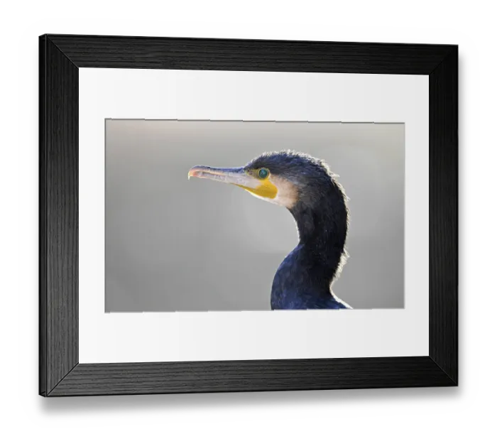Framed Print : Great Cormorant (Phalacrocorax carbo), portrait Framed Print : Great Cormorant (Phalacrocorax carbo), portrait