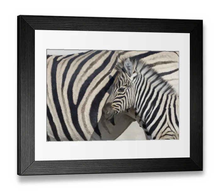 Framed Print : Burchells zebras (Equus quagga burchellii) Framed Print : Burchells zebras (Equus quagga burchellii)