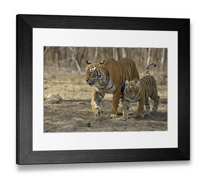 Framed Print : Royal Bengal tigers, mother and one small cub