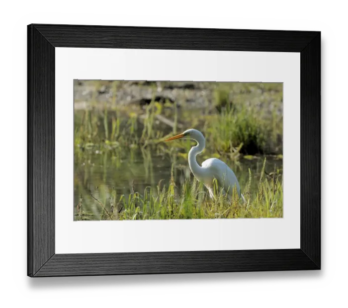 Framed Print : Great Egret (Casmerodius albus) Framed Print : Great Egret (Casmerodius albus)