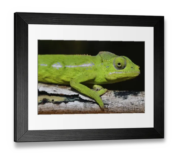 Framed Print : Belalanda chameleon (Furcifer belalandaensis)