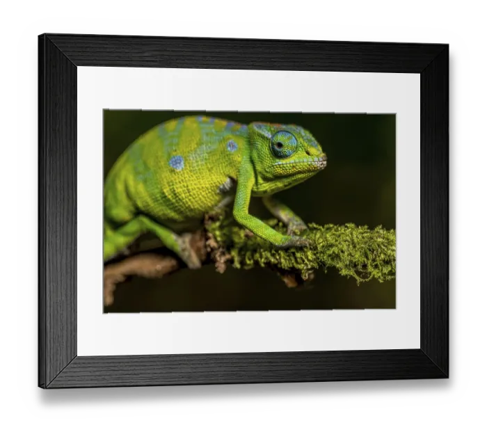 Framed Print : Petters petter's chameleon (Furcifer petteri)