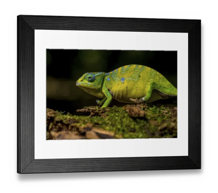 Framed Print : Petters petter's chameleon (Furcifer petteri) Framed Print : Petters petter's chameleon (Furcifer petteri)