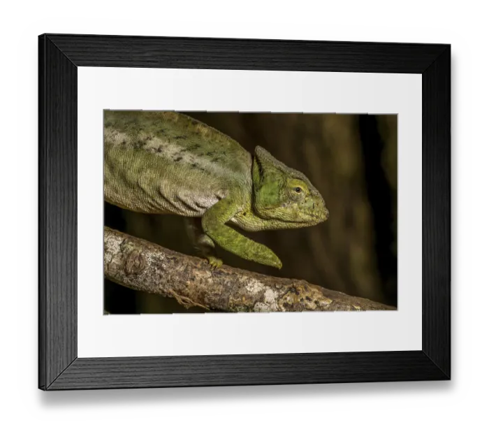 Framed Print : Amber Mountain amber chamaeleon (Calumma ambreense)