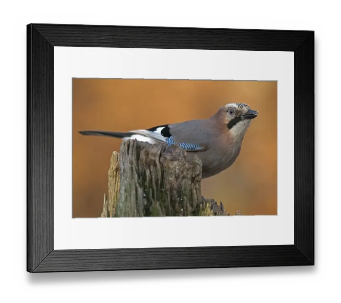 Framed Print : Eurasian Jay (Garrulus glandarius) Framed Print : Eurasian Jay (Garrulus glandarius)