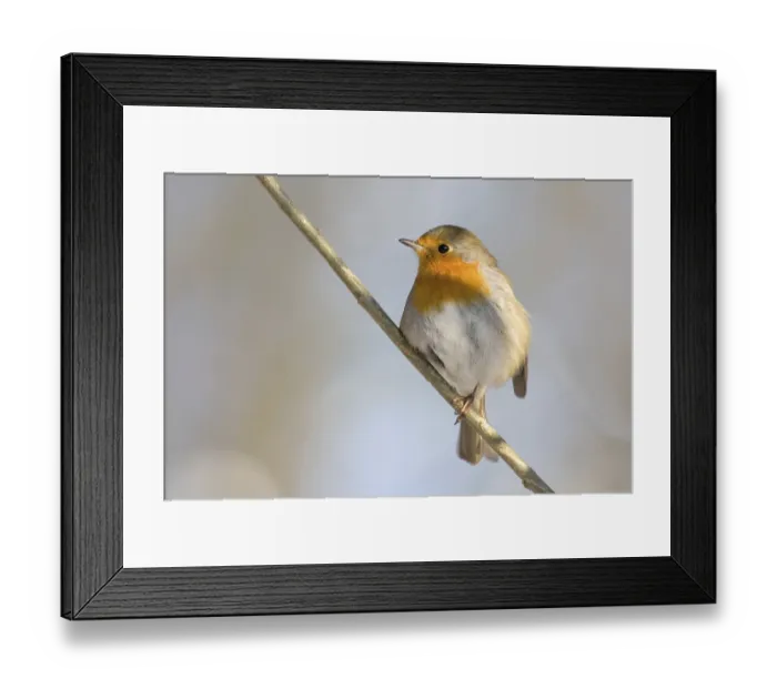 Framed Print : European robin (erithacus rubecula)