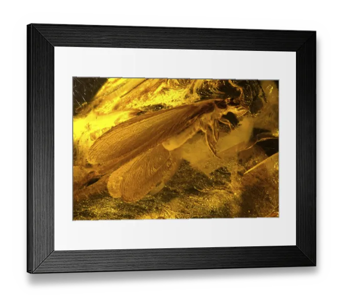 Framed Print : Amberinkluse - Termite Framed Print : Amberinkluse - Termite