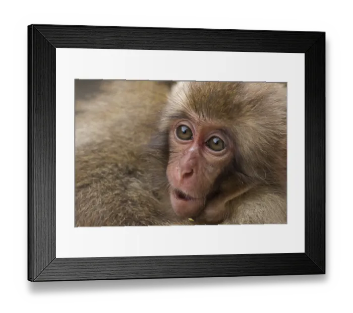 Framed Print : Japanese macaque (Macaca fuscata)