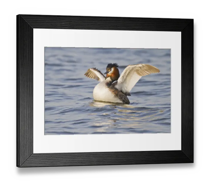 Framed Print : Great Crested Grebe (Podiceps cristatus)