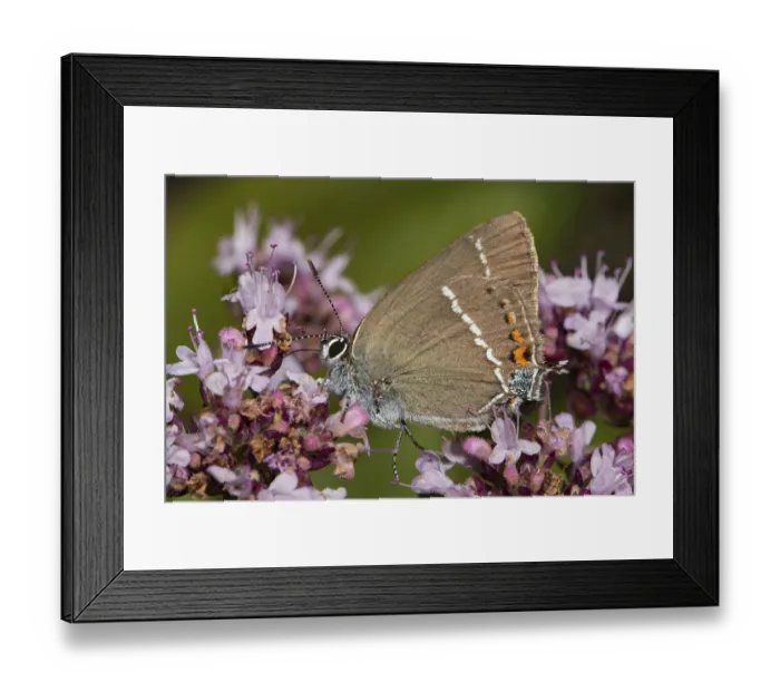 Framed Print : Buckthorn Fritillary (Satyrium spini)