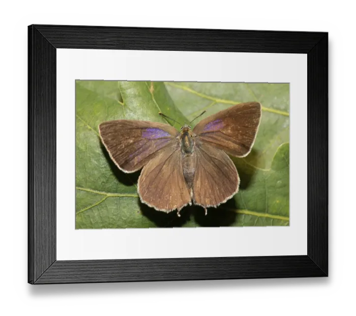 Framed Print : Purple hairstreak (Favonius quercus)