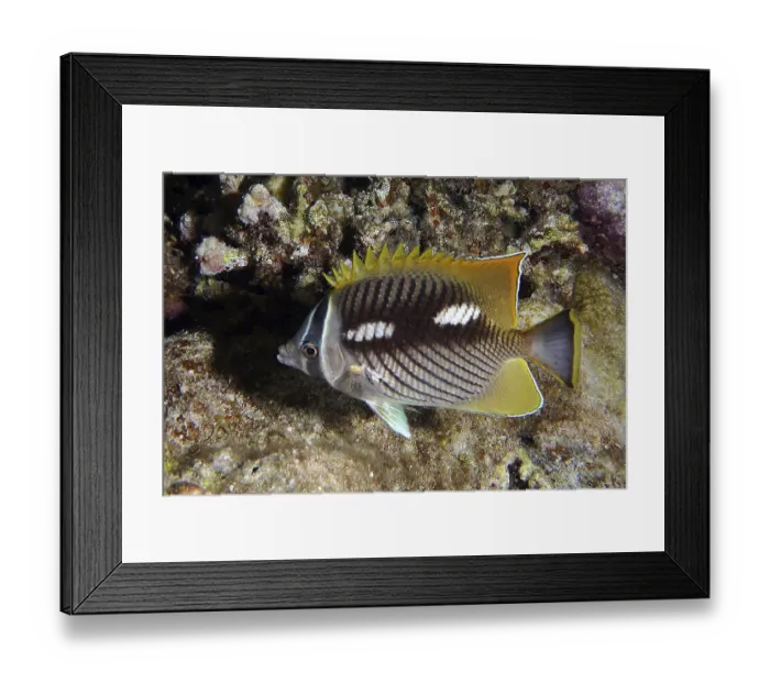 Framed Print : Night-coloured chevron butterflyfish (Chaetodon trifascialis)