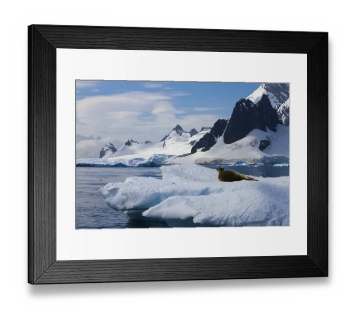 Framed Print : Crab-eating seal in the Antarctic (Lobodon carcinophaga)