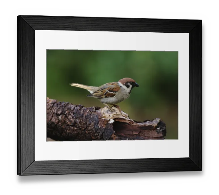 Framed Print : Tree sparrow (Passer montanus) Framed Print : Tree sparrow (Passer montanus)