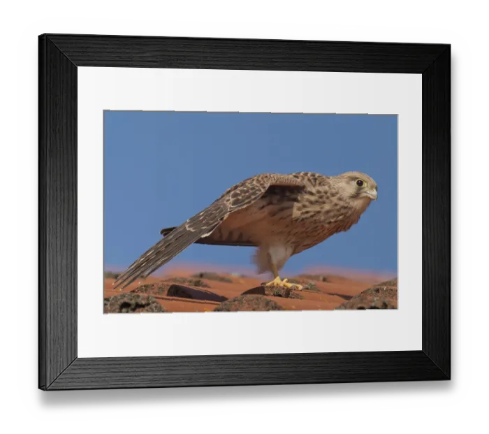 Framed Print : Kestrel (Falco tinnunculus) Framed Print : Kestrel (Falco tinnunculus)