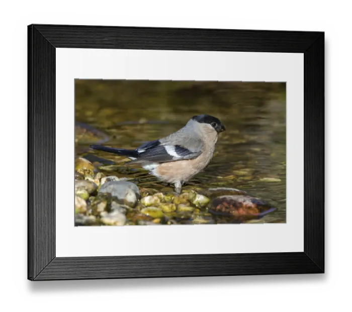 Framed Print : Bullfinch - female at the stream (Pyrrhula pyrrhula)
