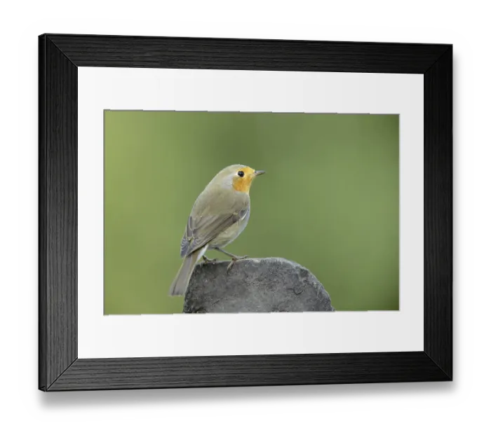 Framed Print : European robin (Erithacus rubecula)