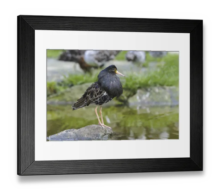 Framed Print : Male ruff (Philomachus pugnax) Framed Print : Male ruff (Philomachus pugnax)