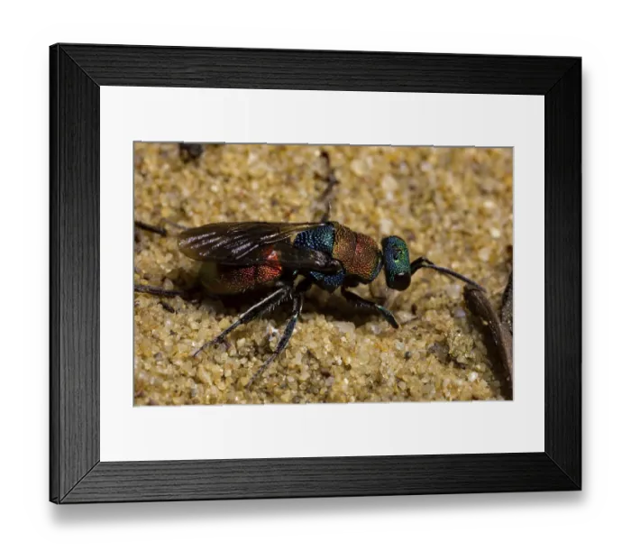Framed Print : Sand gold wasp (Hedychrum nobile)
