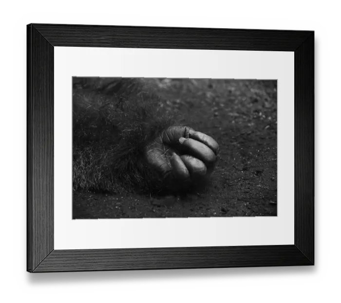 Framed Print : Gorilla (catus)