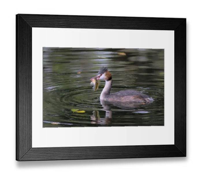 Framed Print : Great crested grebe with fish (Podiceps cristatus) Framed Print : Great crested grebe with fish (Podiceps cristatus)