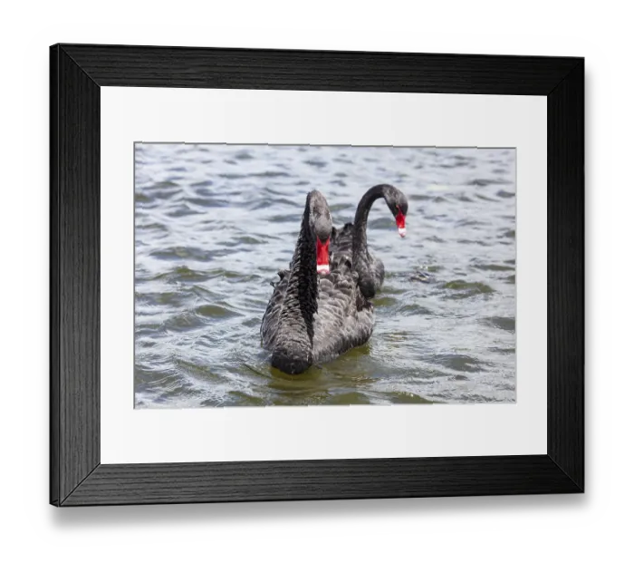 Framed Print : Black Swan (Cygnus atratus), Rotorua