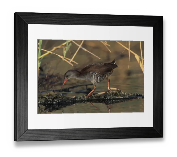 Framed Print : African Rail (Rallus caerulescens)