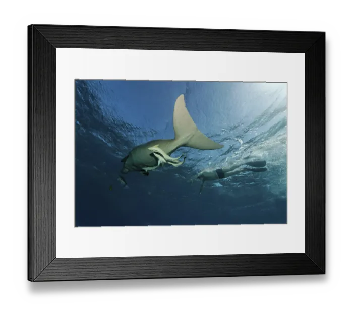 Framed Print : Dugong (Dugong dugon) coming to the surface to breathe