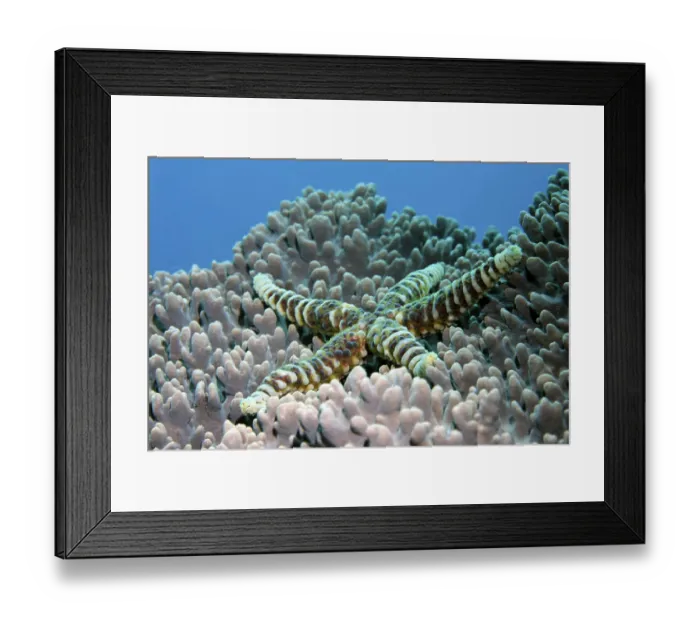 Framed Print : Lumpy Sea Star (Echinaster callosus) climbing over soft coral (Sinularia sp) Framed Print : Lumpy Sea Star (Echinaster callosus) climbing over soft coral (Sinularia sp)