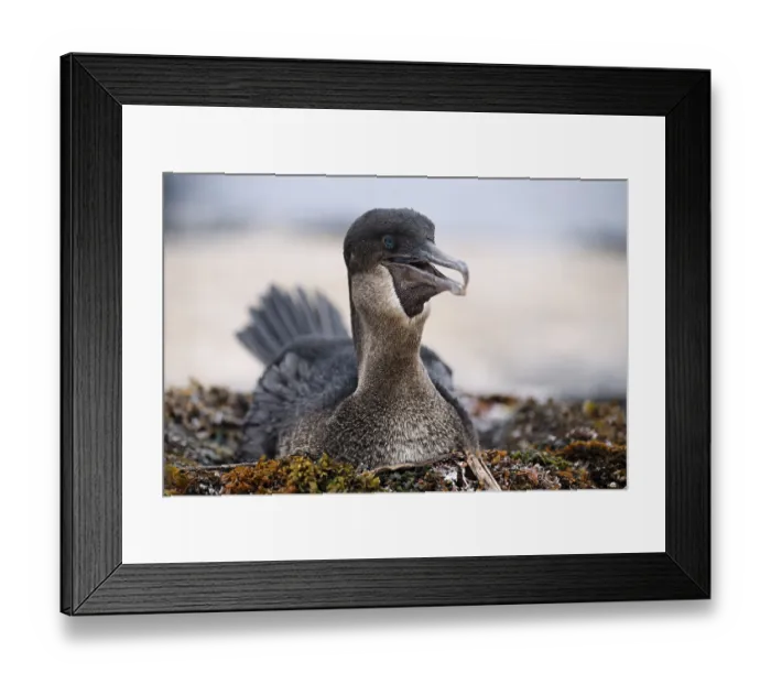 Framed Print : Flightless cormorant (Phalacrocorax harrisi)
