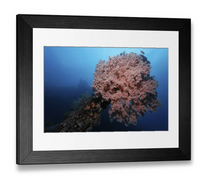 Framed Print : Soft Coral (Siponogorgia godeffroyi)
