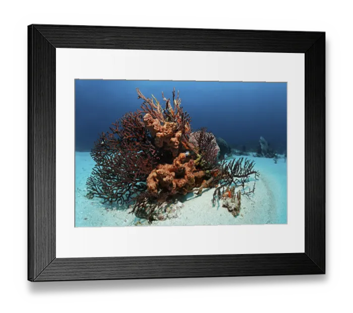Framed Print : Reef block, coral reef, overgrown