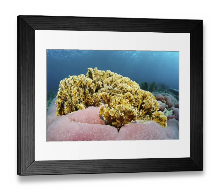 Framed Print : Branching fire coral (Millepora alcicornis) Framed Print : Branching fire coral (Millepora alcicornis)