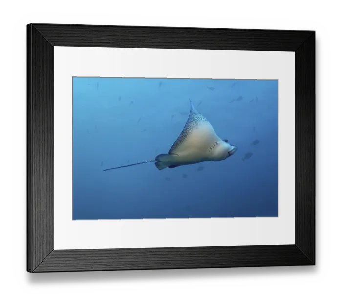 Framed Print : Spotted eagle ray (Aetobatus narinari)
