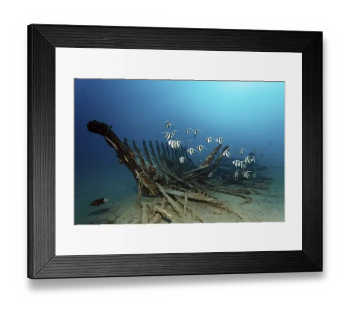 Framed Print : Schooling bannerfish, or false moorish idol (Heniochus diphreutes) around a small rotting ship wreck