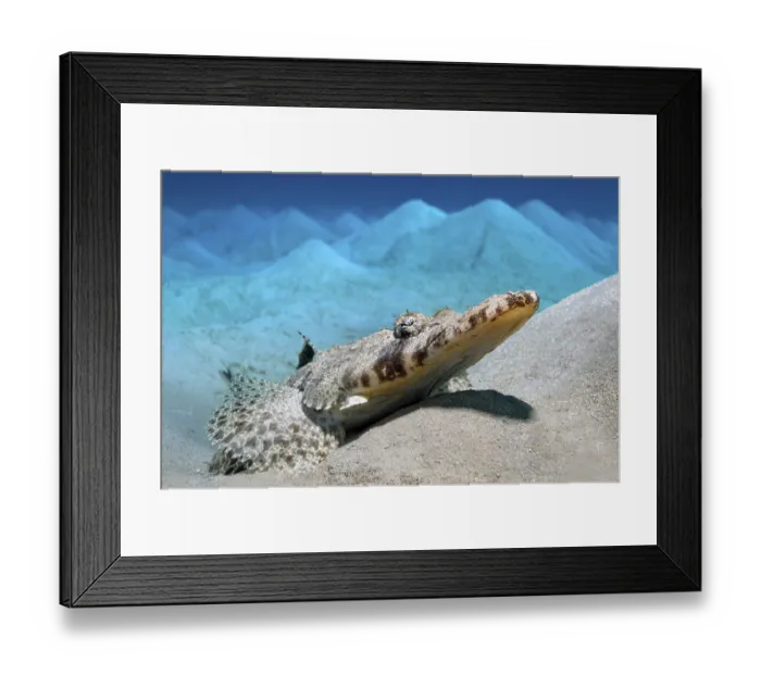 Framed Print : Carpet Flat Head (Papilloculiceps longiceps) lying on a hilly sandy bottom