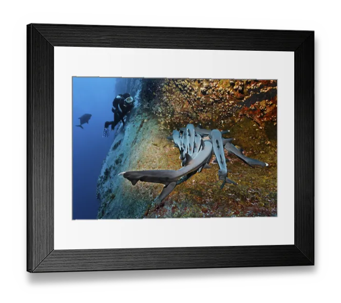 Framed Print : Scuba diver observing Whitetip Reef Sharks (Triaenodon obesus)