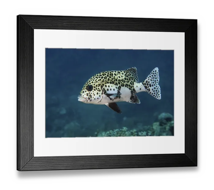 Framed Print : Harlequin Sweetlips (Plectorhinchus chaetodonoides)